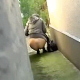 A woman is recorded taking a massive, soft, heaping shit in an alleyway. This video is most likely Japanese.